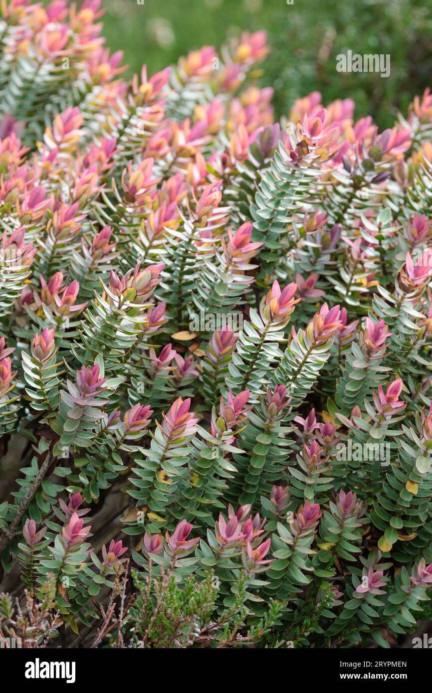 Veronica Pink Elephant, hebe Pink Elephant, Hebe albicans Pink Elephant, compact bushy shrub, grey-green leaves shaded with pink and cream, especially Stock Photo