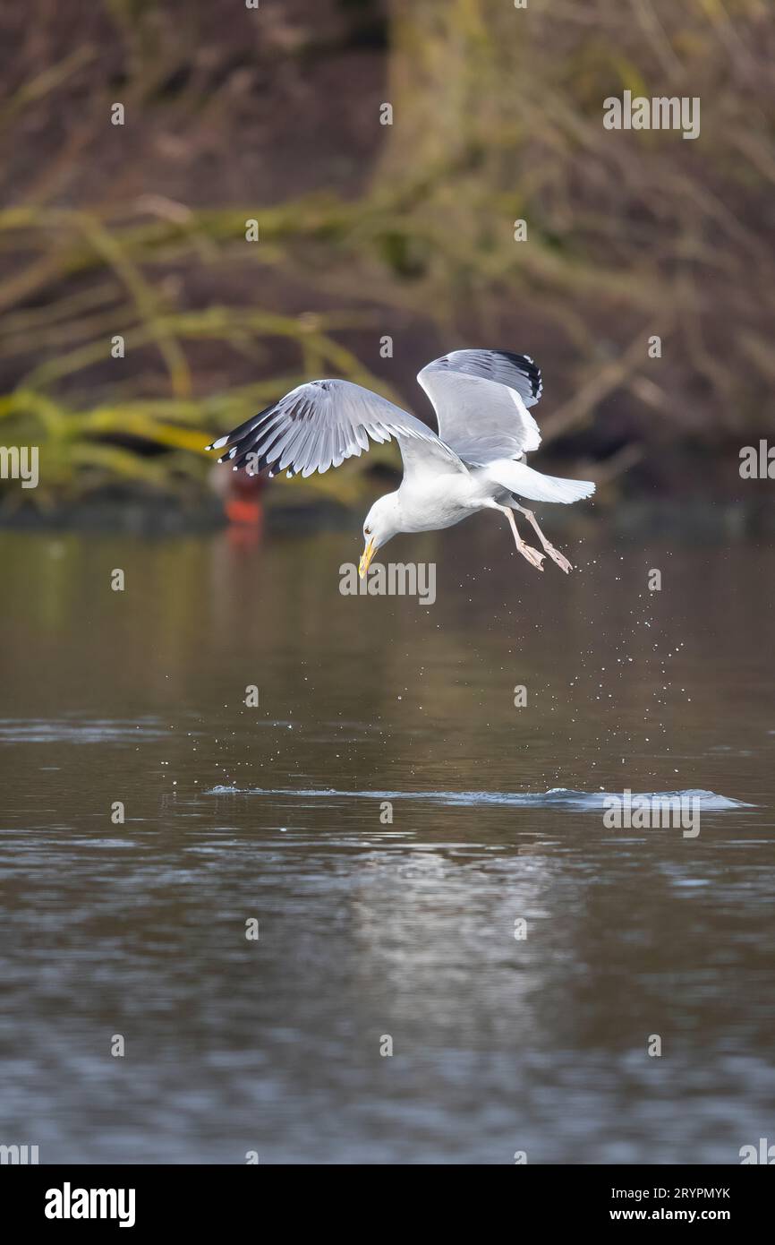 Herring Gull (Larus argentatus). Adult diving for a fish. Germany Stock Photo