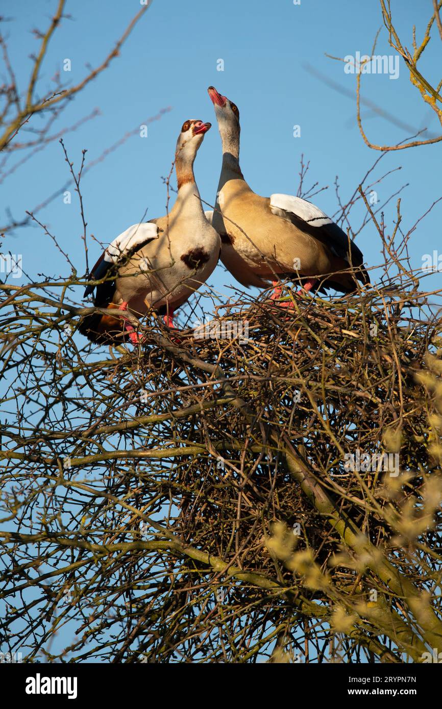 Egyptian Goose (Alopochen aegyptiacus). Couple on nest in a tree. Germany Stock Photo