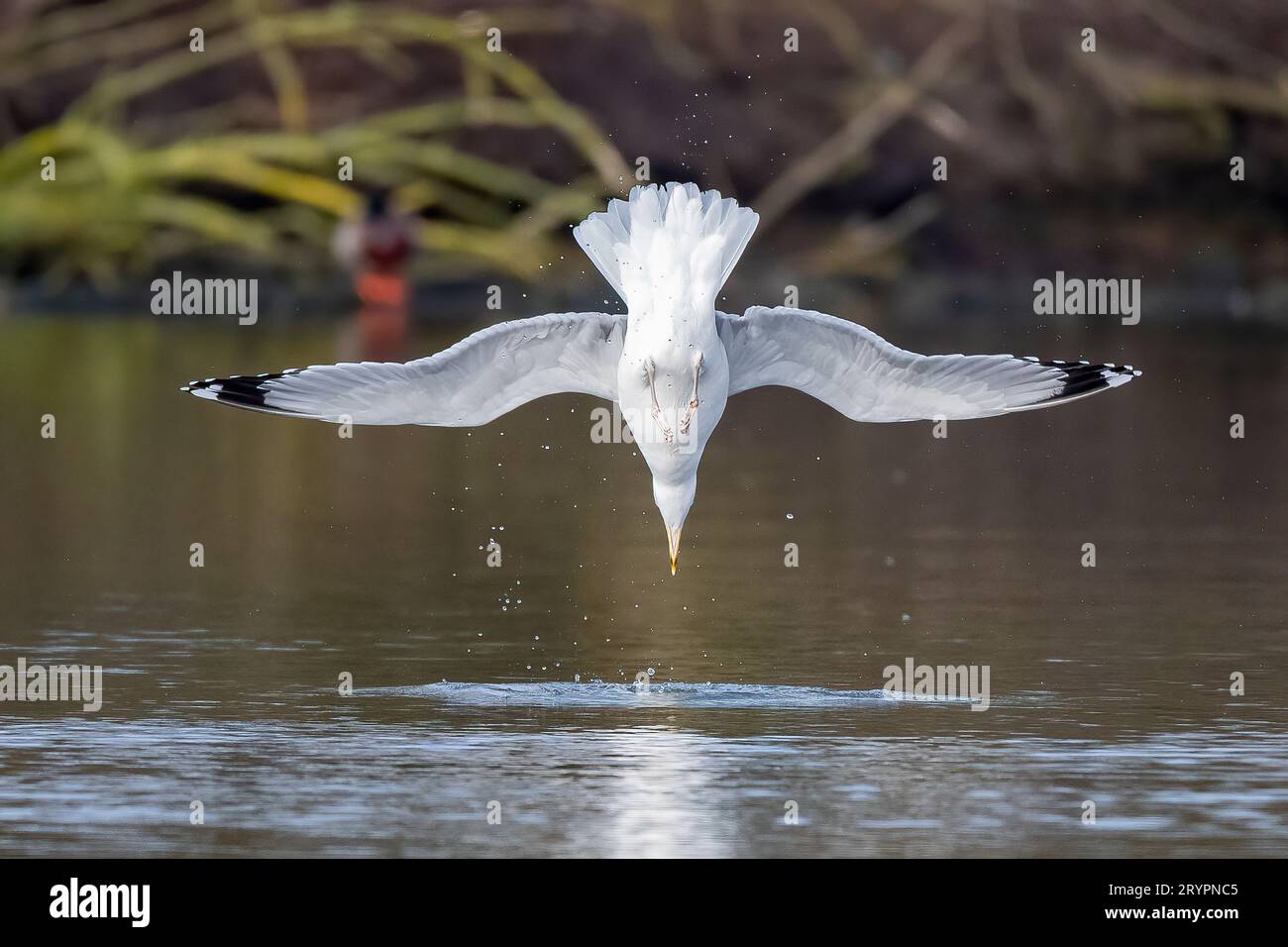 Herring Gull (Larus argentatus). Adult diving for a fish. Germany Stock Photo