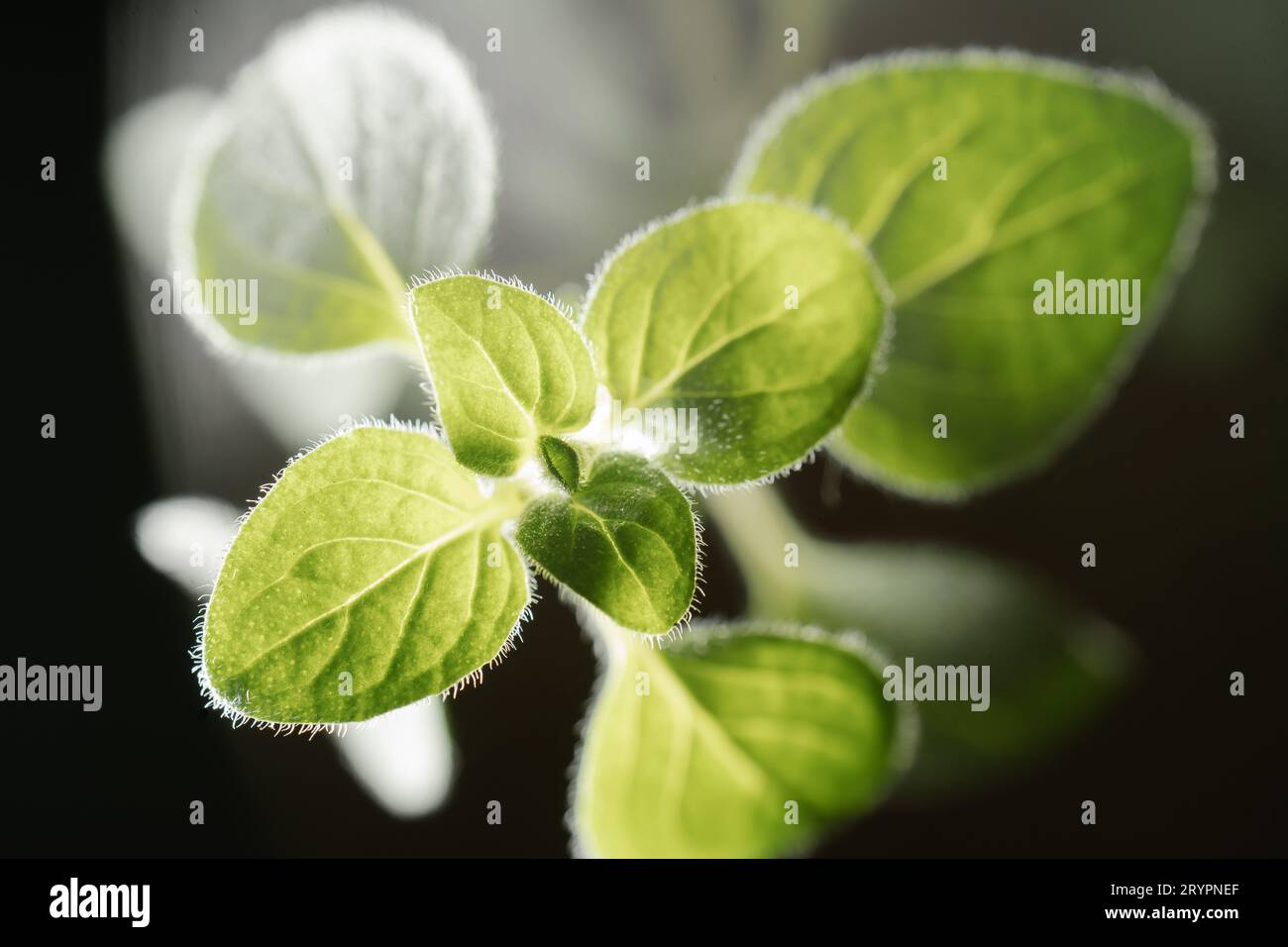 Macro photography of plant leaves on a dark background. Stock Photo