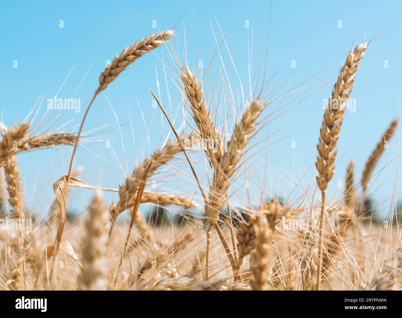 Spikelets of wheat on a field on a farm against the backdrop of a clear blue sky Stock Photo