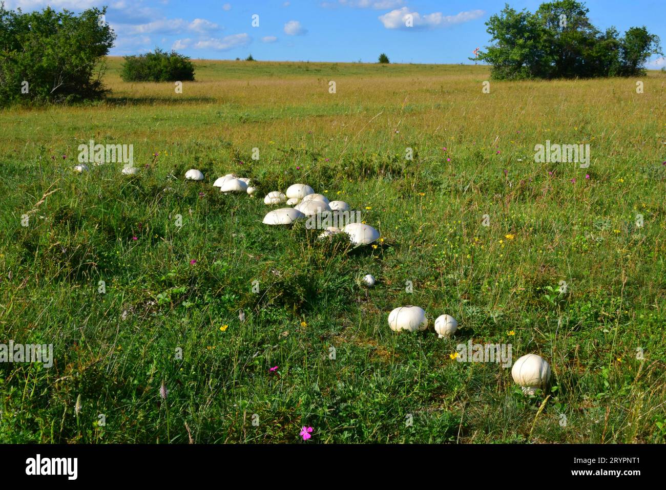 Field Mushroom, Meadow Mushroom (Agaricus campestris). Fairy ring, a ring-shaped root mycelium from which many fruiting bodies emerge, depending on the growing conditions. Due to the enrichment of the soil with nitrogen in the area of the mycelium, there is a fertilizing effect that makes the grass grow vigorously and appear dark green. Germany Stock Photo