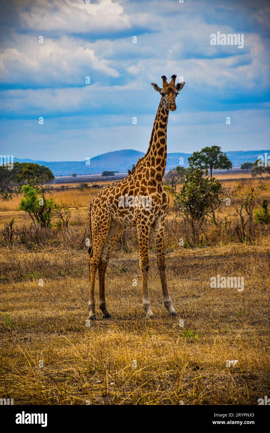 Giraffe dark eyes hi-res stock photography and images - Alamy