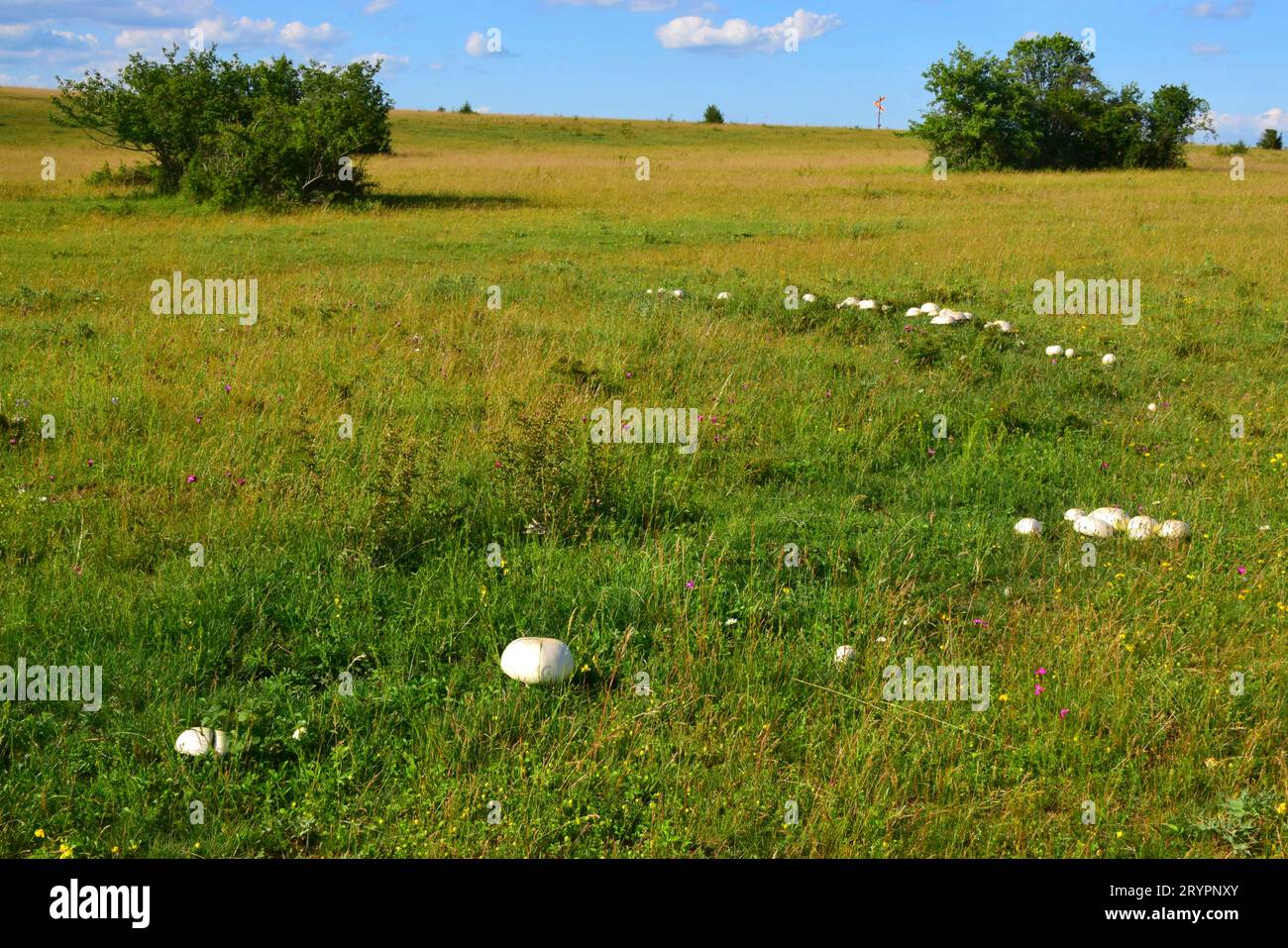 Field Mushroom, Meadow Mushroom (Agaricus campestris). Fairy ring, a ring-shaped root mycelium from which many fruiting bodies emerge, depending on the growing conditions. Due to the enrichment of the soil with nitrogen in the area of the mycelium, there is a fertilizing effect that makes the grass grow vigorously and appear dark green. Germany Stock Photo