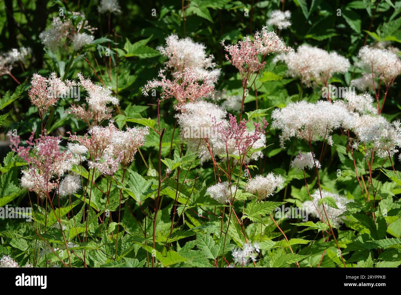 Filipendula yezoensis, meadowsweat Stock Photo