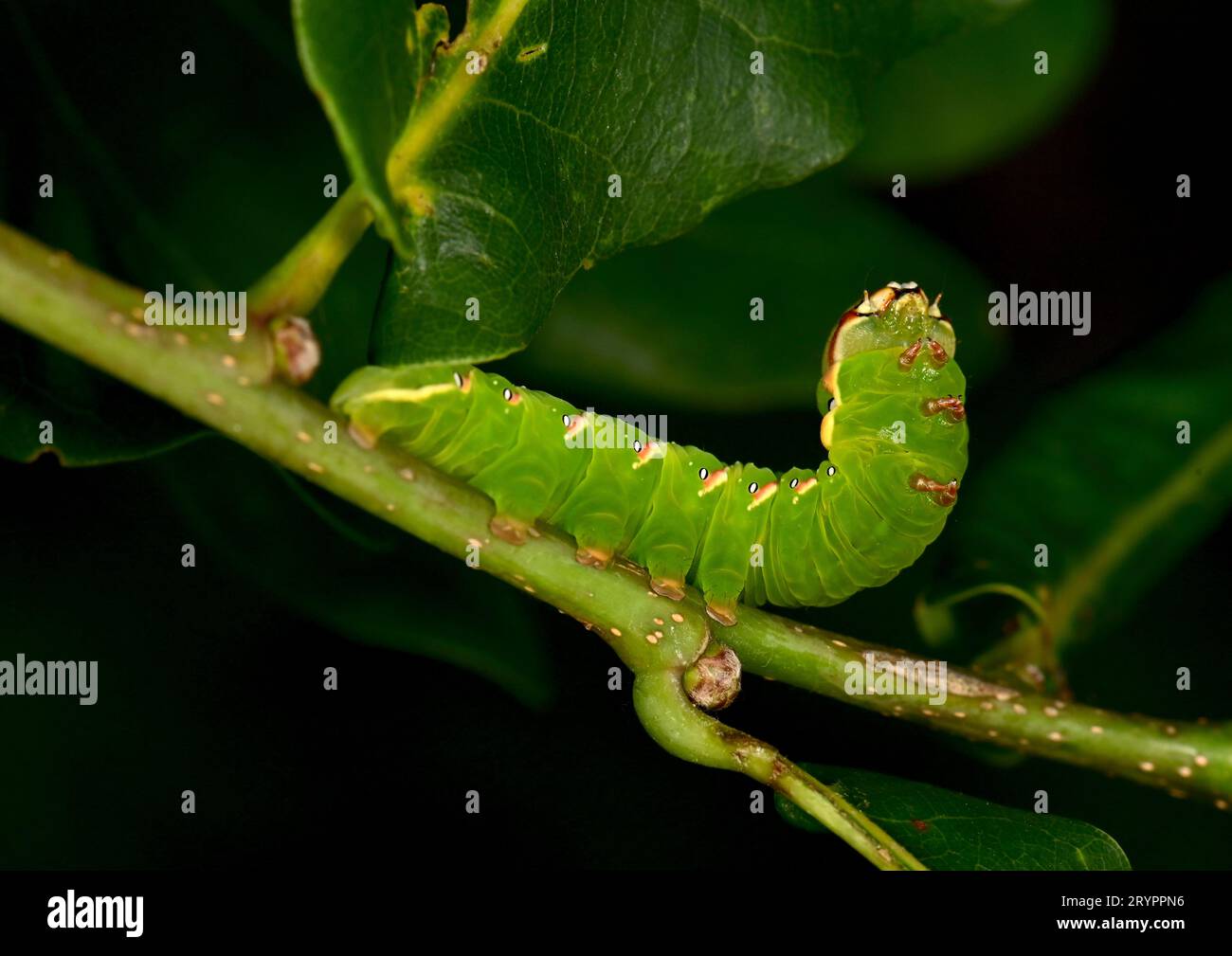 Great Prominent (Peridea anceps). Caterpillar on an oak twig. Germany Stock Photo