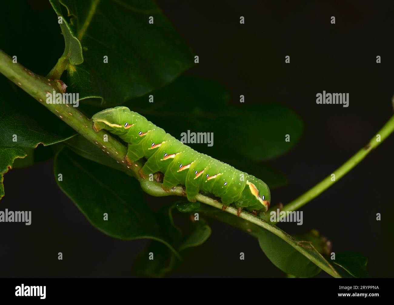 Great Prominent (Peridea anceps). Caterpillar on an oak twig. Germany Stock Photo