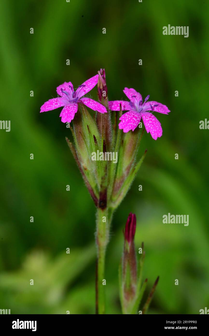 Grass Pink (Dianthus armeria). Stalk with two flowers. Germany Stock Photo
