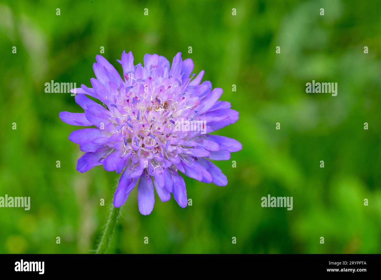 Field Scabious, Blue Buttons (Knautia arvensis), single flower. Germany Stock Photo