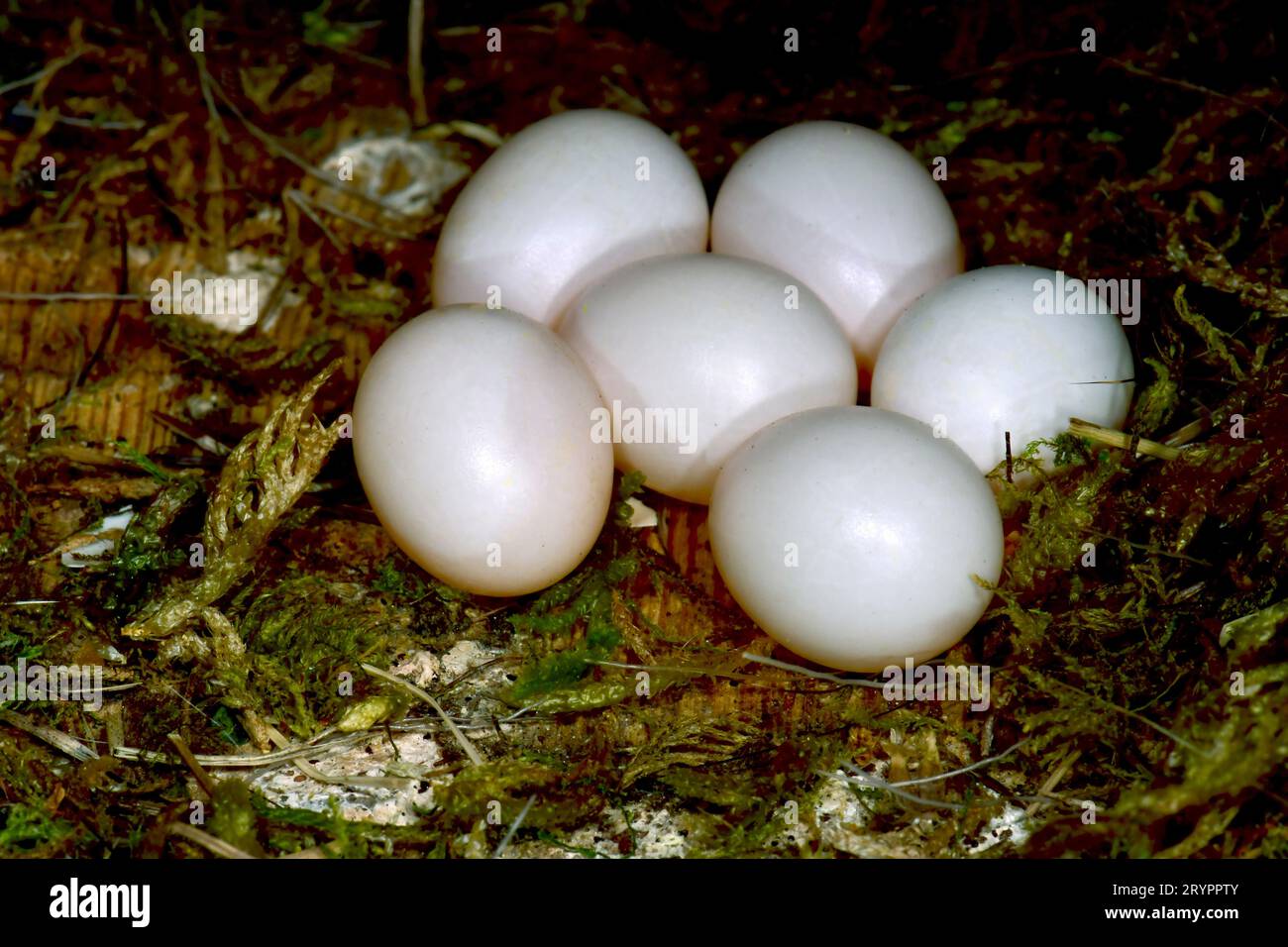 Eurasian Wryneck (Jynx torquilla). Barely padded clutch in a nest box. Germany Stock Photo
