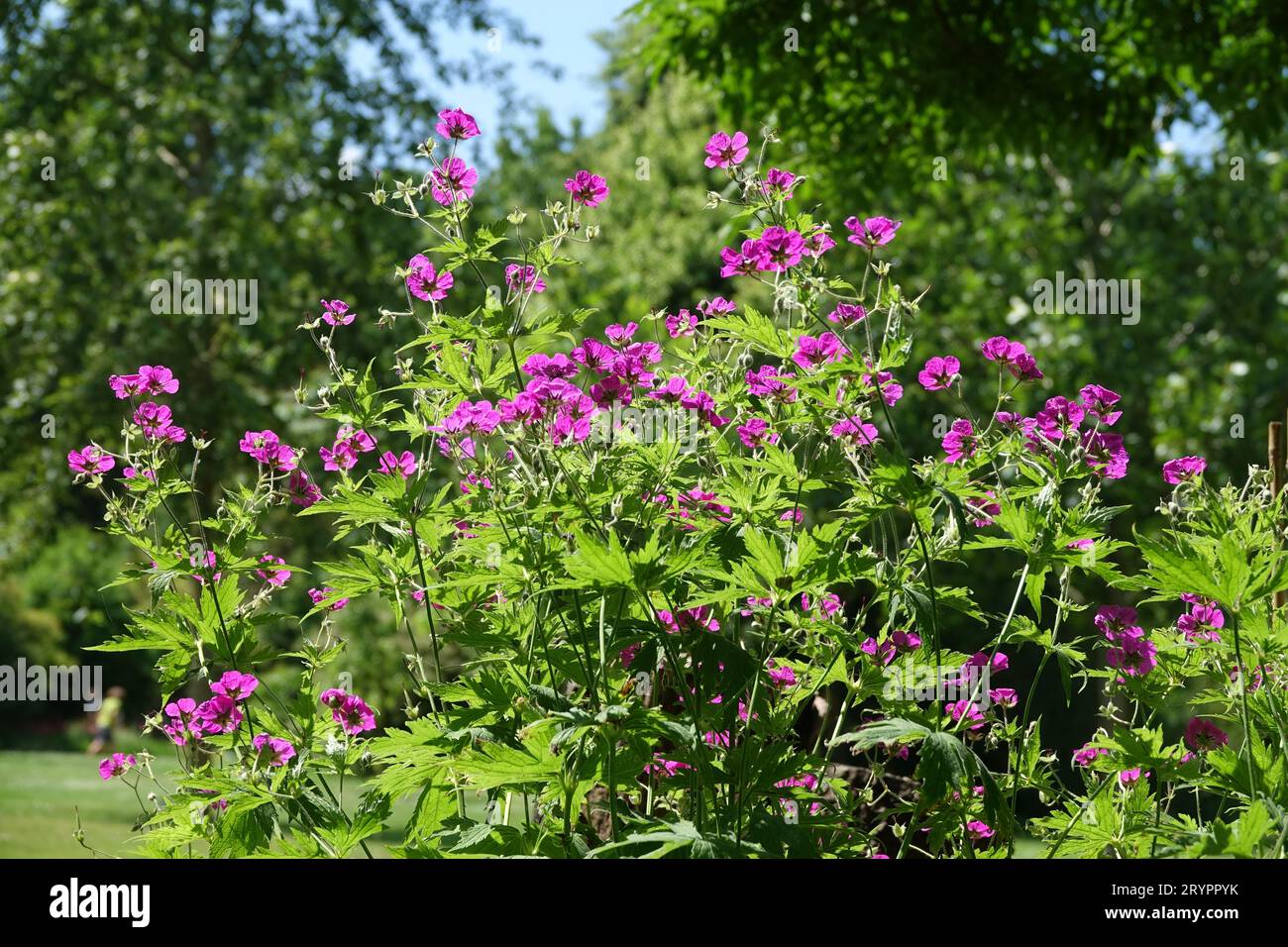Geranium psilostemon, Armenian cranesbill Stock Photo