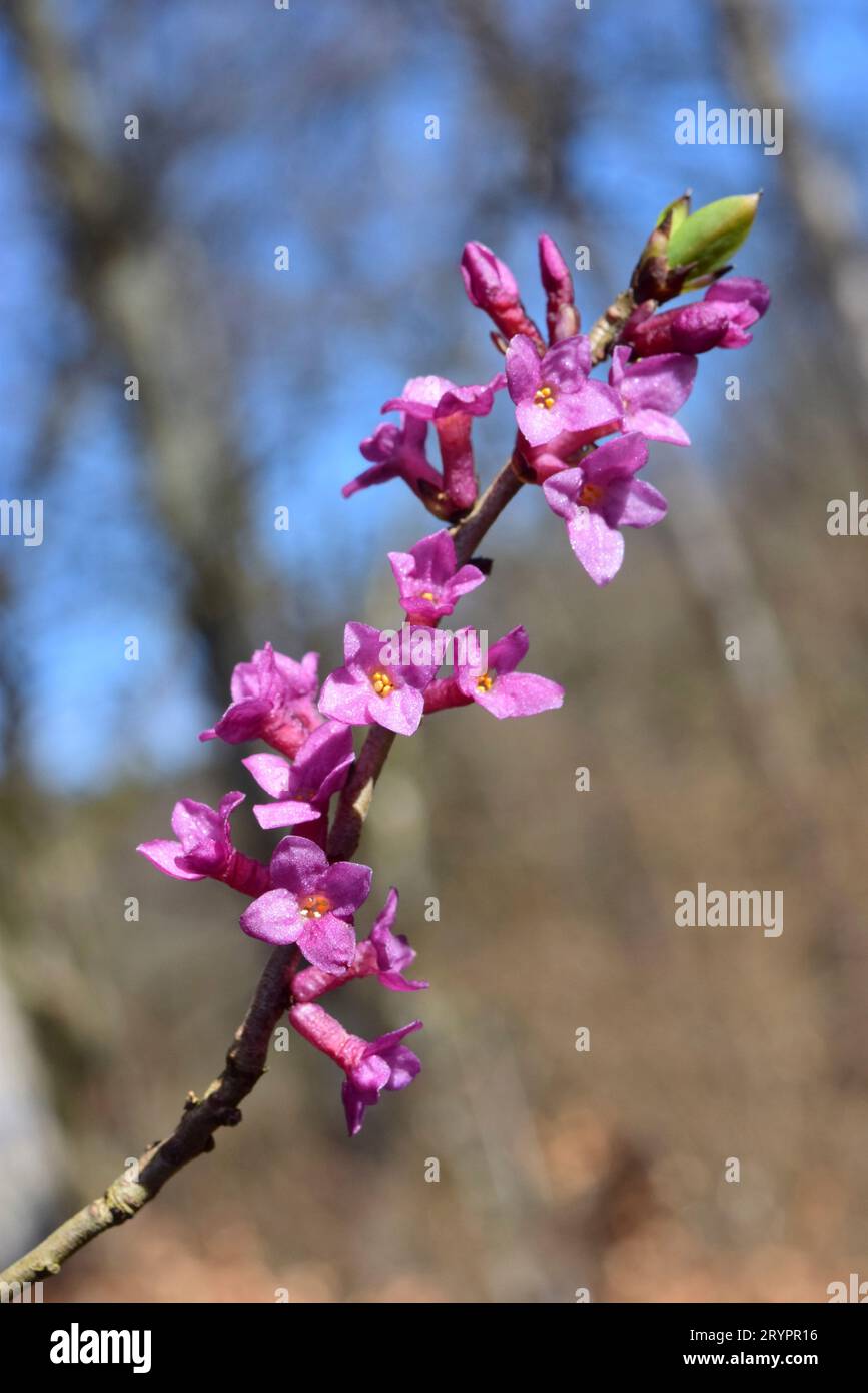 February Daphne, Mezereon (Daphne mezereum), flowering twig. Germany Stock Photo