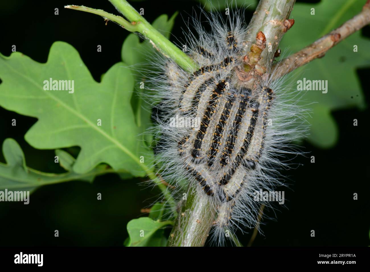 Gypsy Moth (Lymantria dispar). Hairy caterpillars on young oak twig