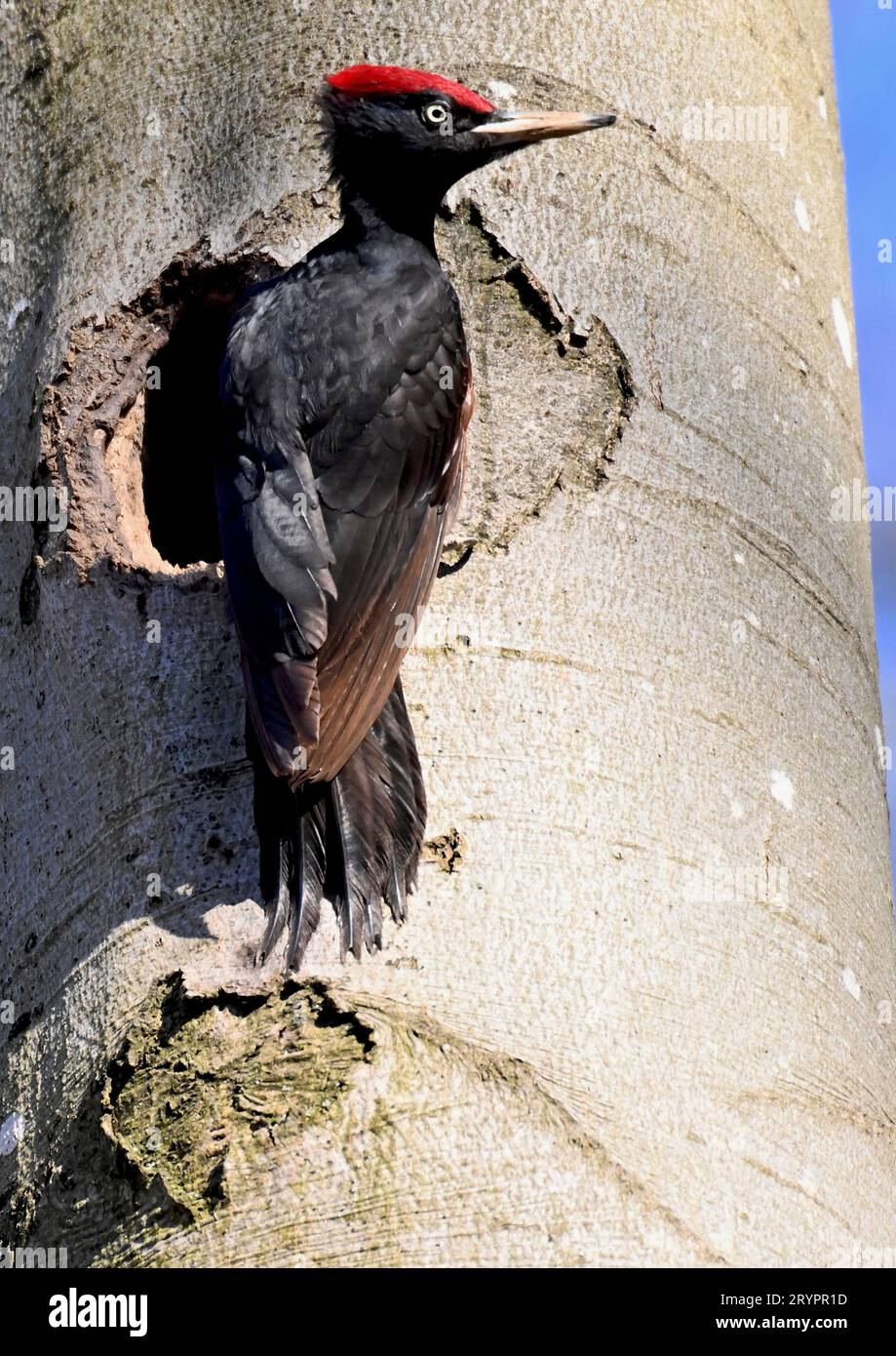 Black Woodpecker (Dryocopus martius). Male at nest in a tree. Germany Stock Photo