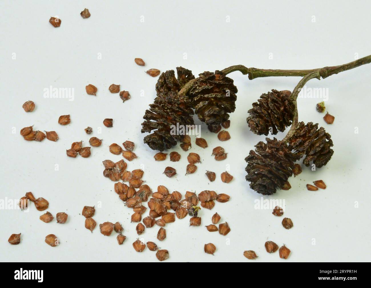 Common Alder, European Alder (Alnus glutinosa). Twig with ripe fruit and shalen out seeds. Germany Stock Photo