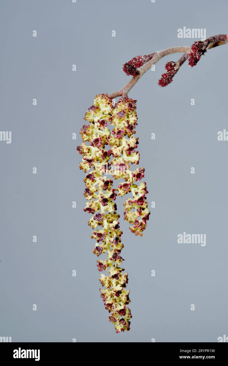 Common Alder, European Alder (Alnus glutinosa). Close-up of a mature male catkins and the inconspicuous female flowers. Germany Stock Photo