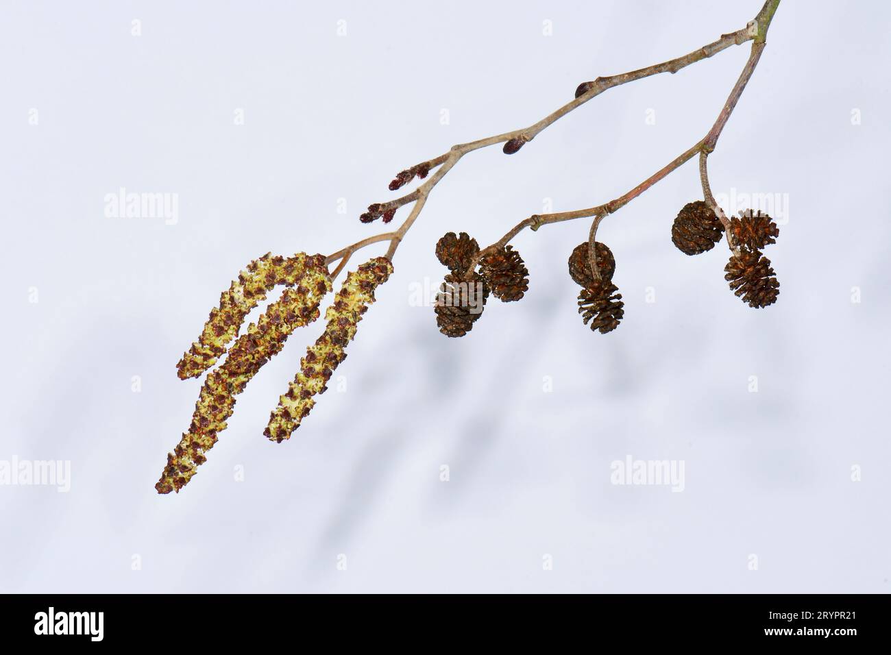 Common Alder, European Alder (Alnus glutinosa). Twig with ripe fruit, leaf buds and female and male catkins. Germany Stock Photo