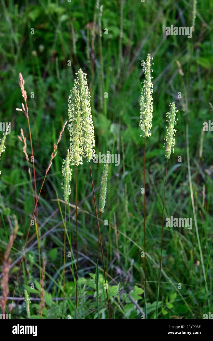 Cattail Grass (Phleum paniculatum). Inflorescences. Germany Stock Photo