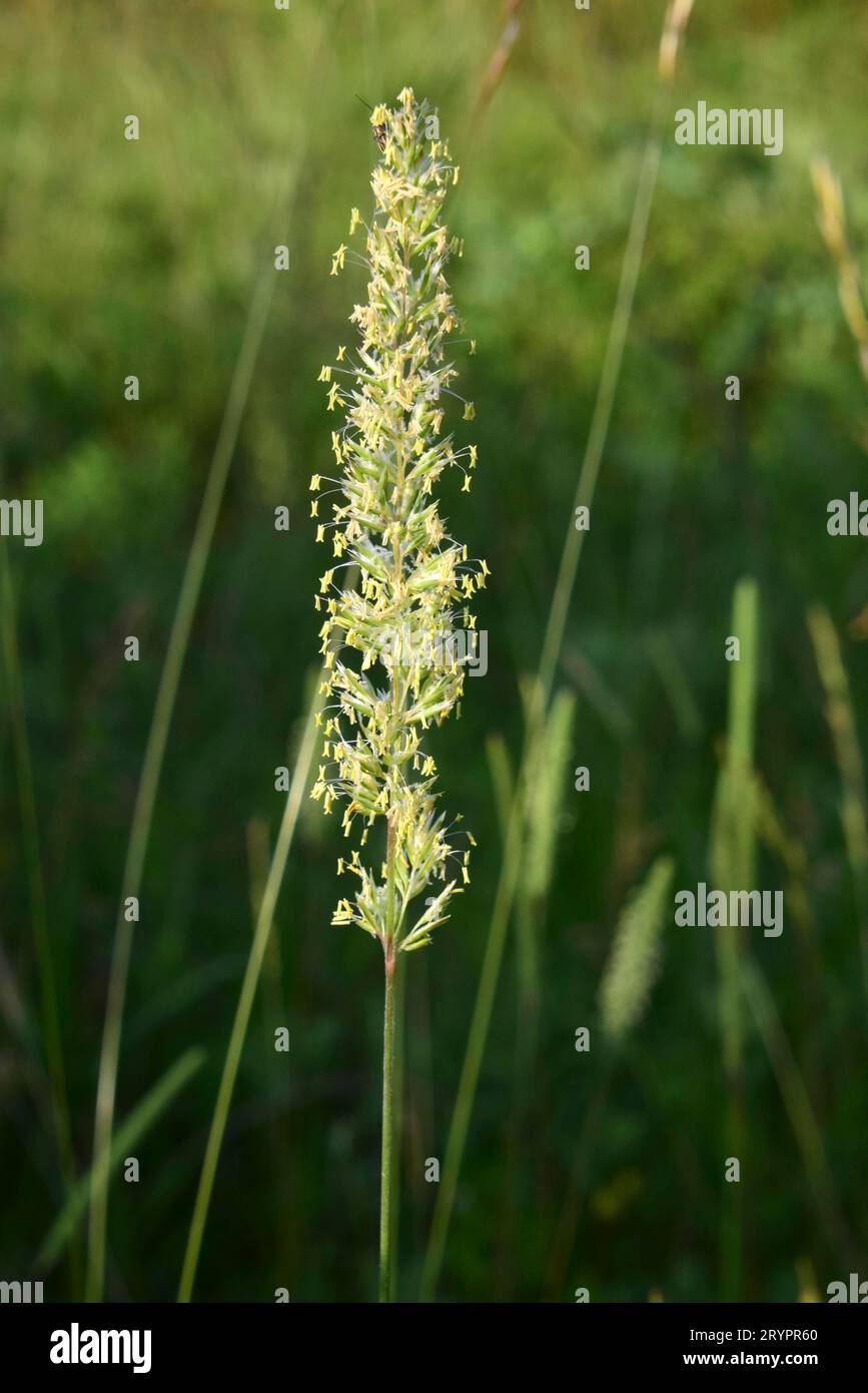 Cattail Grass (Phleum paniculatum). Inflorescence. Germany Stock Photo