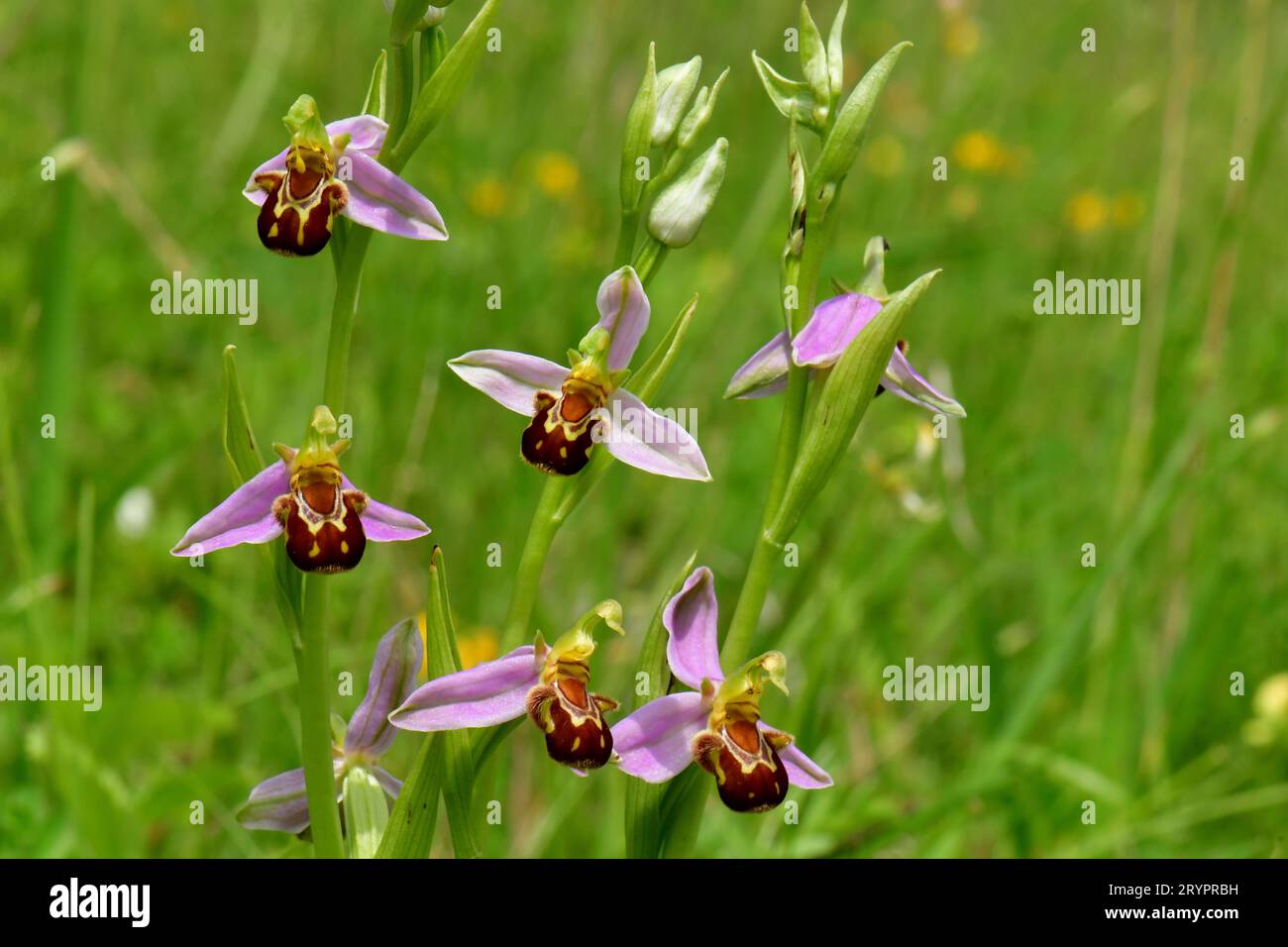 Bee Orchid (Ophrys apifera), flowering stalks. Germany Stock Photo