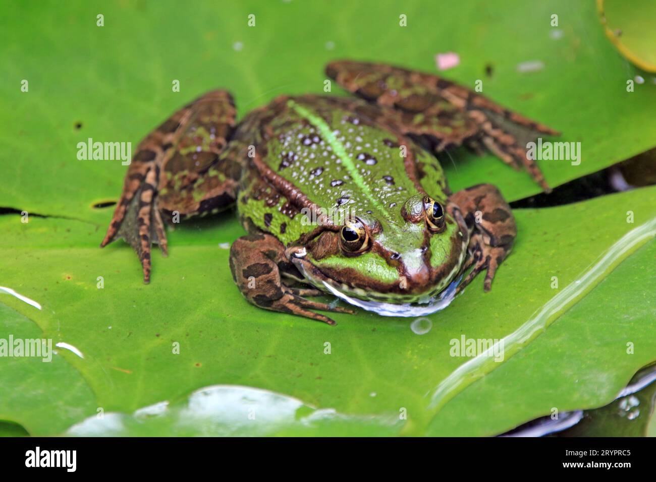 European Edible Frog (Pelophylax kl. esculentus) on lily pad. Germany Stock Photo