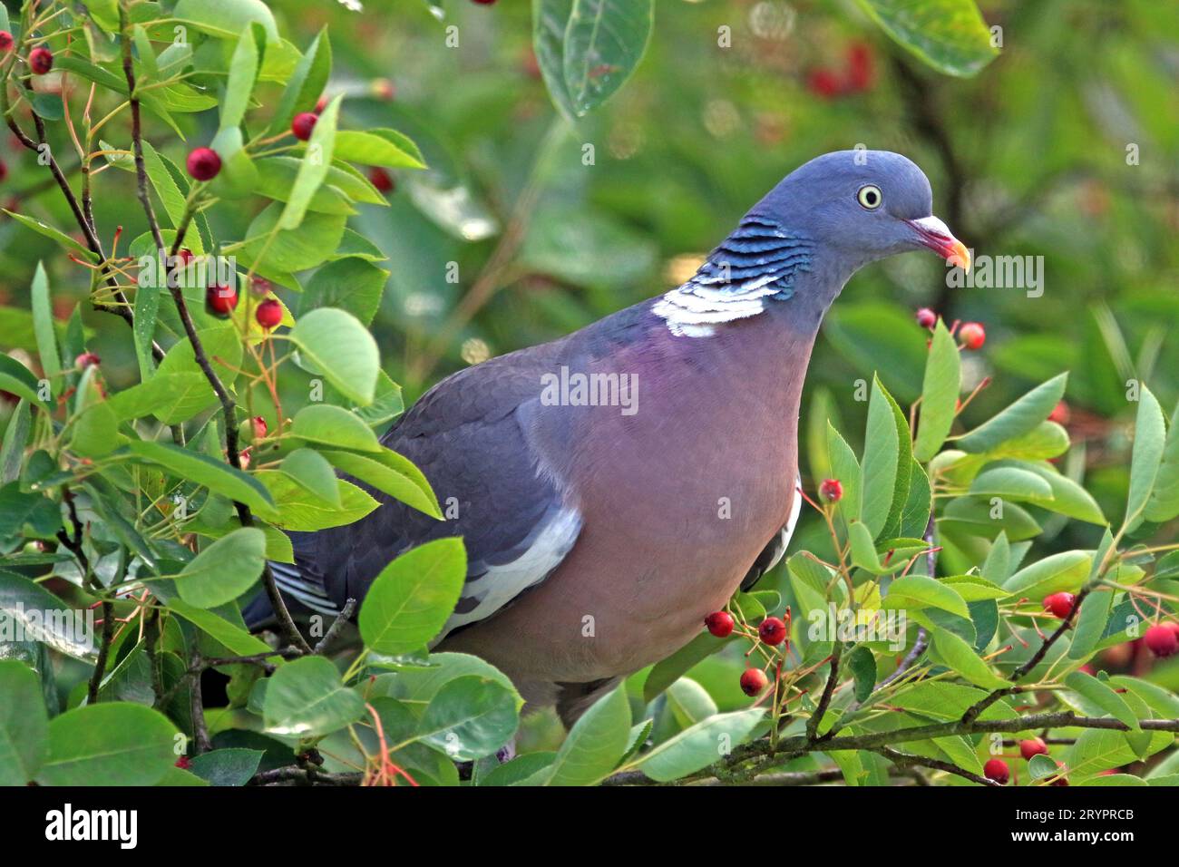 Adult Woodpigeon (Columba palumbus) in a Service Berry (Amelanchier confusa), whose fruits it likes to eat. Germany Stock Photo