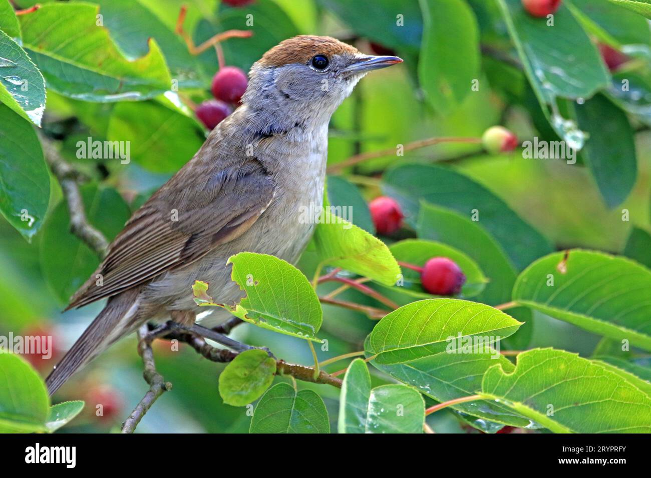 Blackcap (Sylvia atricapilla). Female in a Service Berry (Amelanchier confusa), whose fruits she likes to eat. Germany Stock Photo