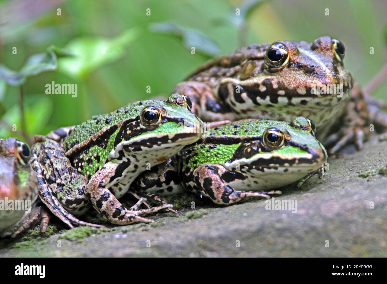 European Edible Frog (Pelophylax kl. esculentus) in the company of larger Marsh Frogs (Rana ridibunda, Pelophylax ridibundus). Germany Stock Photo