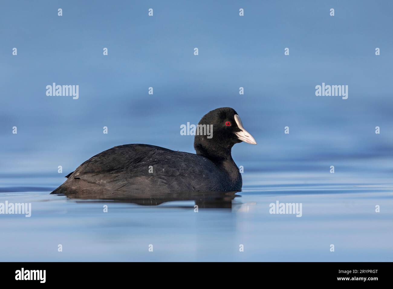 Coot (Fulica atra) on water. Germany Stock Photo