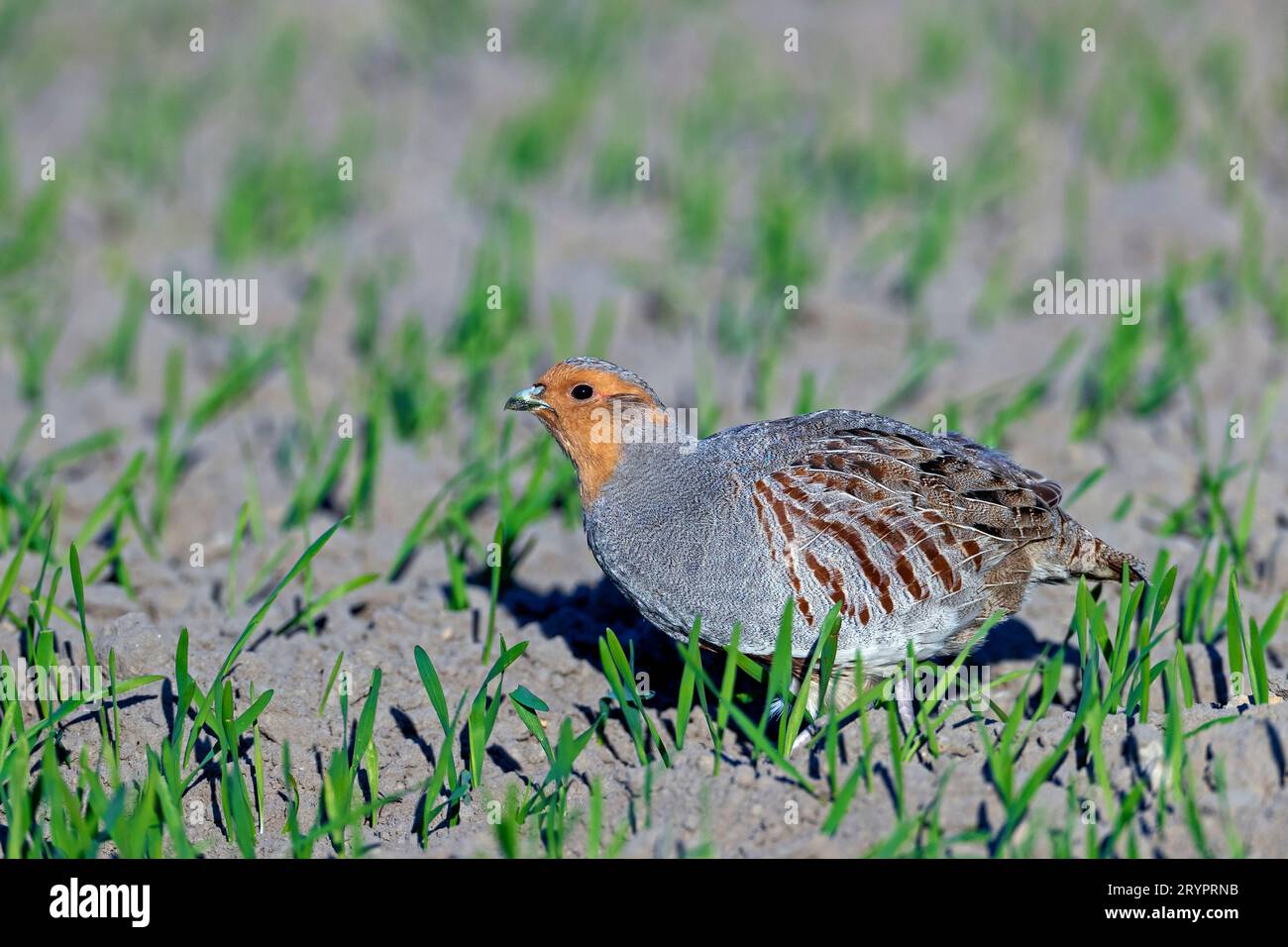 Grey Partridge, European Partridge (Perdix perdix). An Adult male walks in a field in spring. Germany Stock Photo