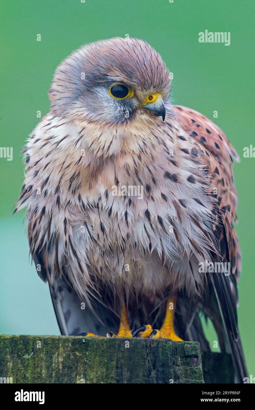 Common Kestrel (Falco tinnunculus). Adult standing on a fence post. Germany Stock Photo