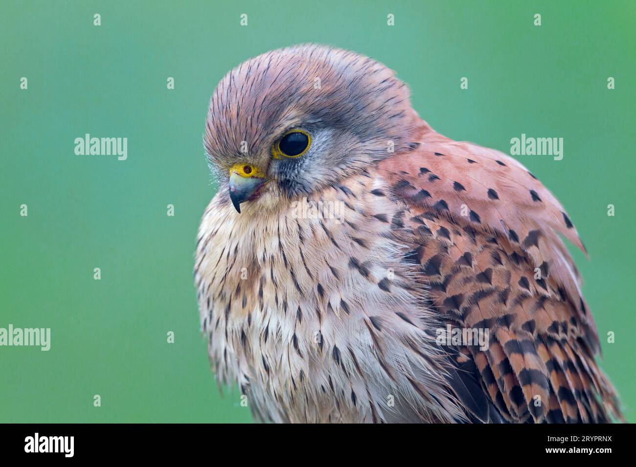 Common Kestrel (Falco tinnunculus). Portrait of adult. Germany Stock Photo