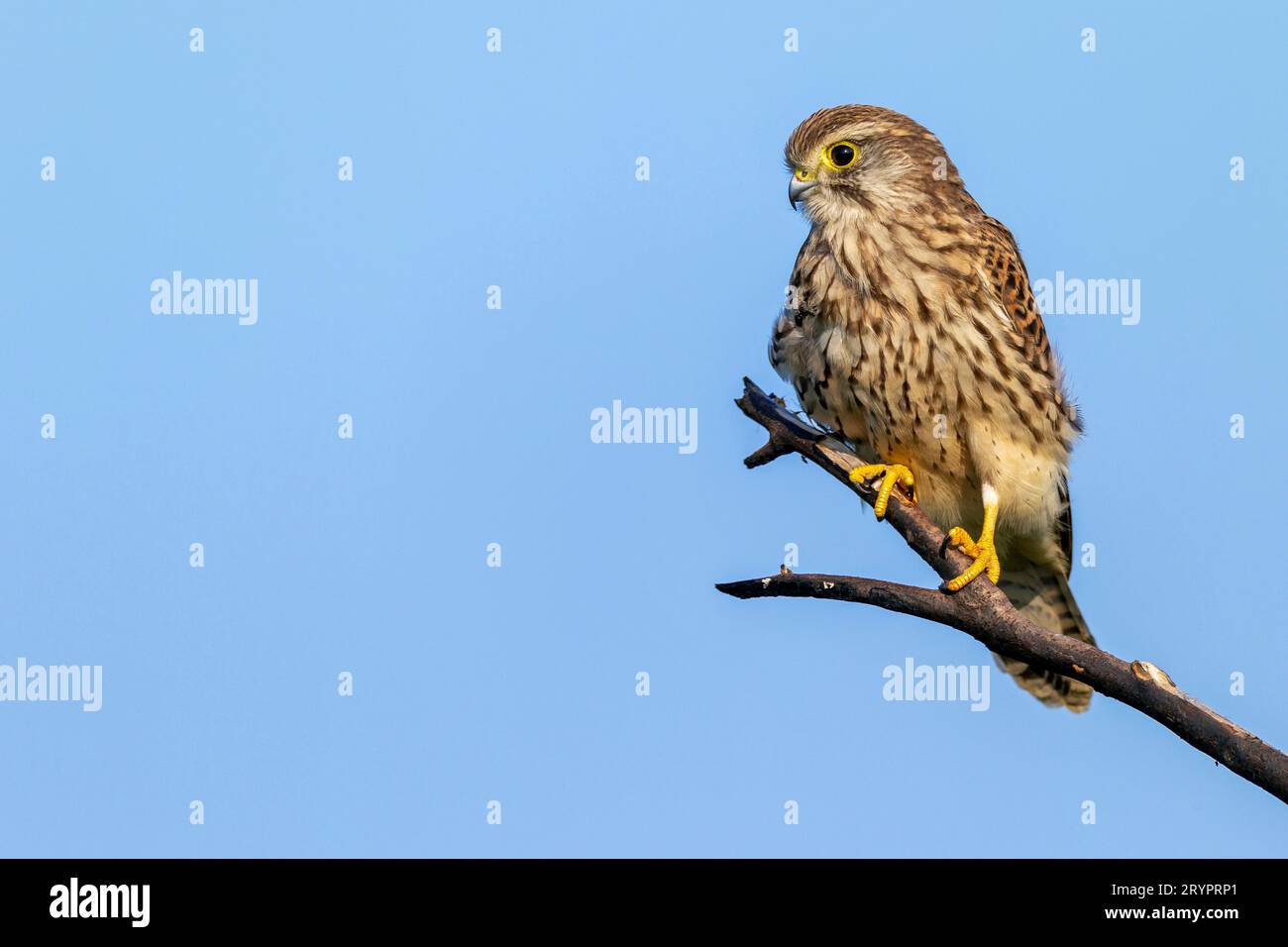 Kestrel (Falco tinnunculus). Juvenile perched on a branch, Germany Stock Photo