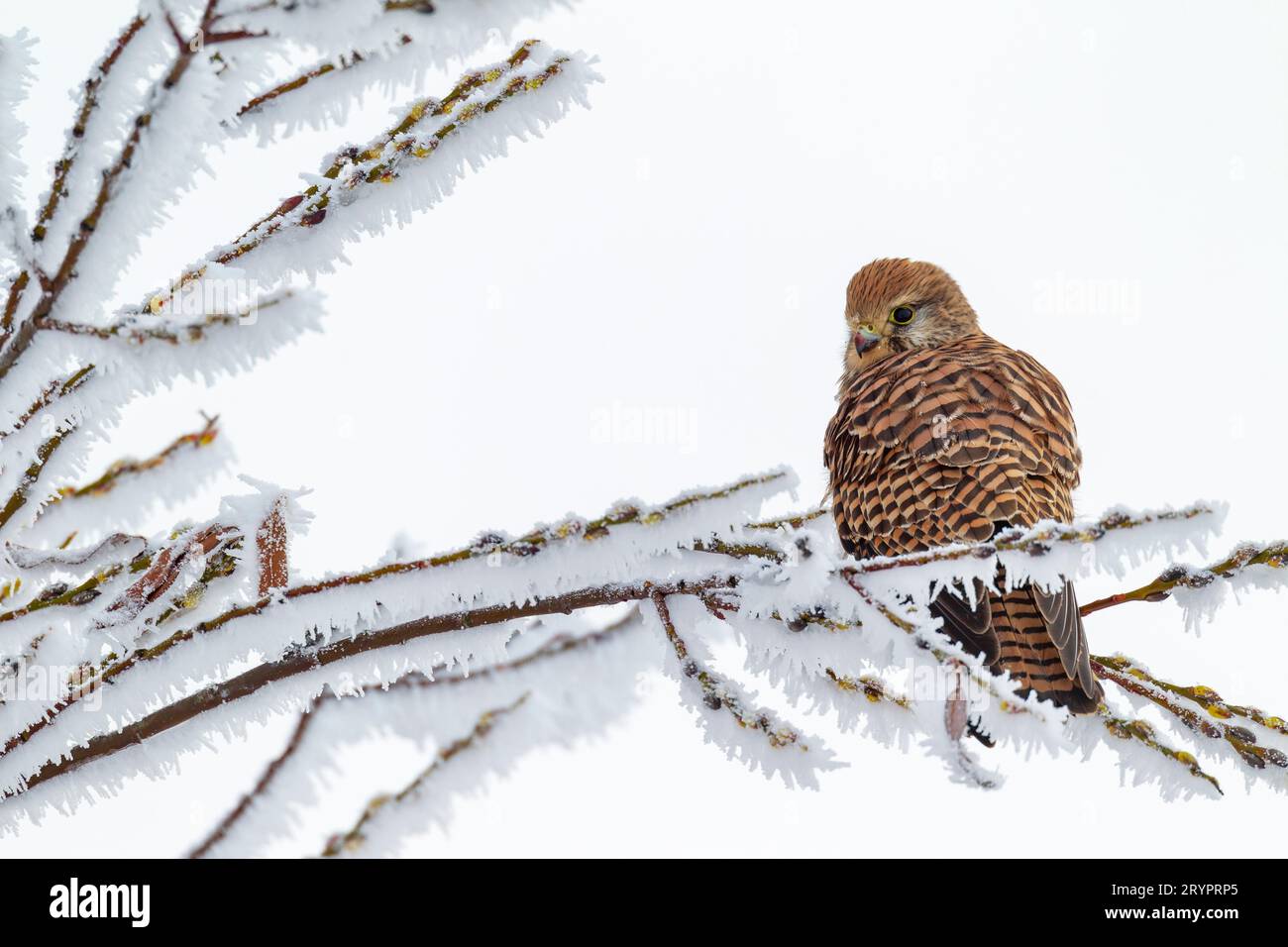 Kestrel (Falco tinnunculus). Adult perched on frosty, twig. Germany Stock Photo