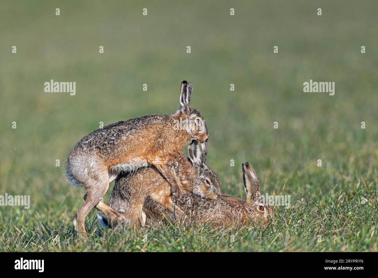 European Hare (Lepus europaeus). The buck mounts the pair  a second time and tries to prevent mating again. Germany Stock Photo