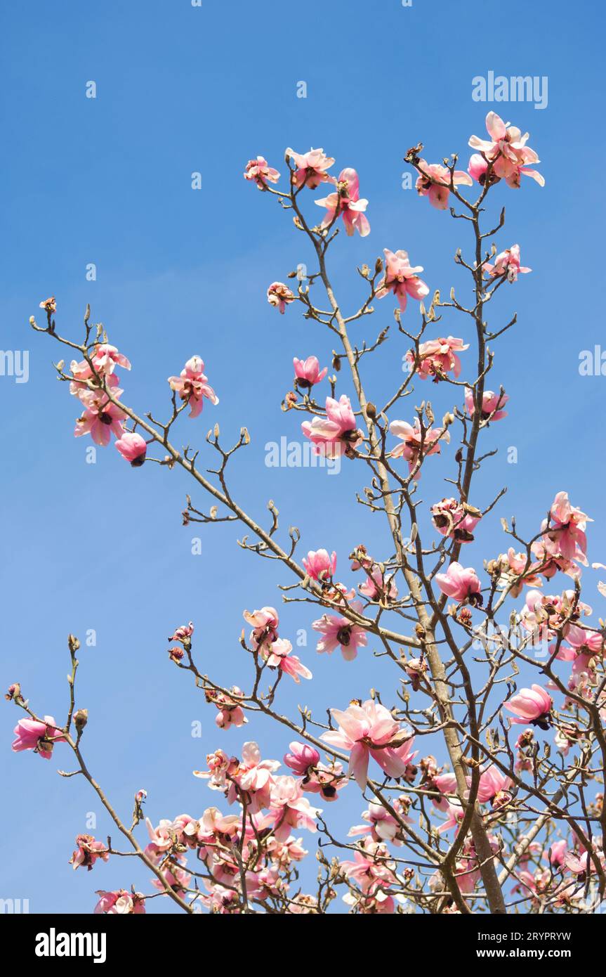 Flowering magnolia against a blue sky - John Gollop Stock Photo