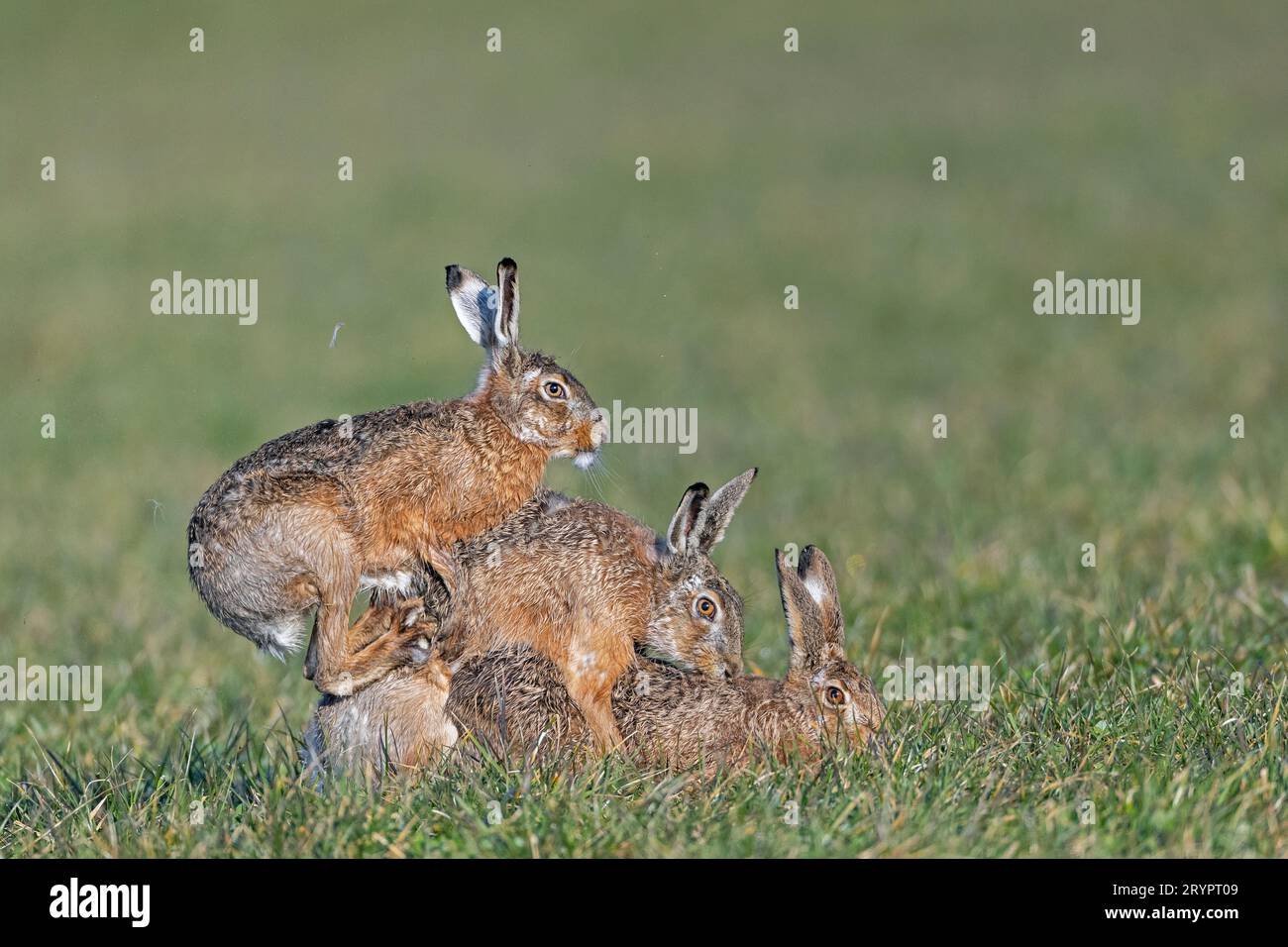 European Hare (Lepus europaeus). The second male jumps on the pair and bites fur from the neck of the opponent. Thereby he scratches and pulls additionally with his front legs at its body. Germany Stock Photo