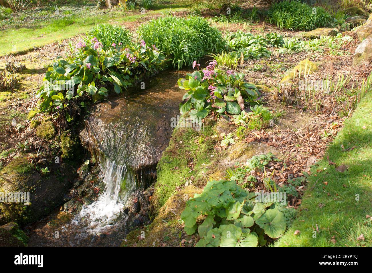 Small landscaped waterfall in a spring garden - John Gollop Stock Photo