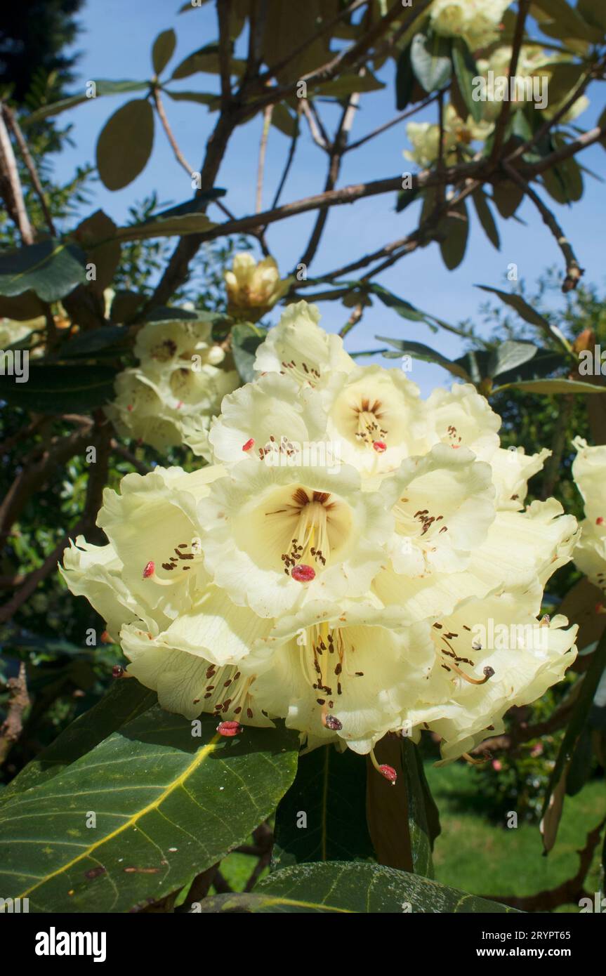 Yellow flowering rhododendron - John Gollop Stock Photo