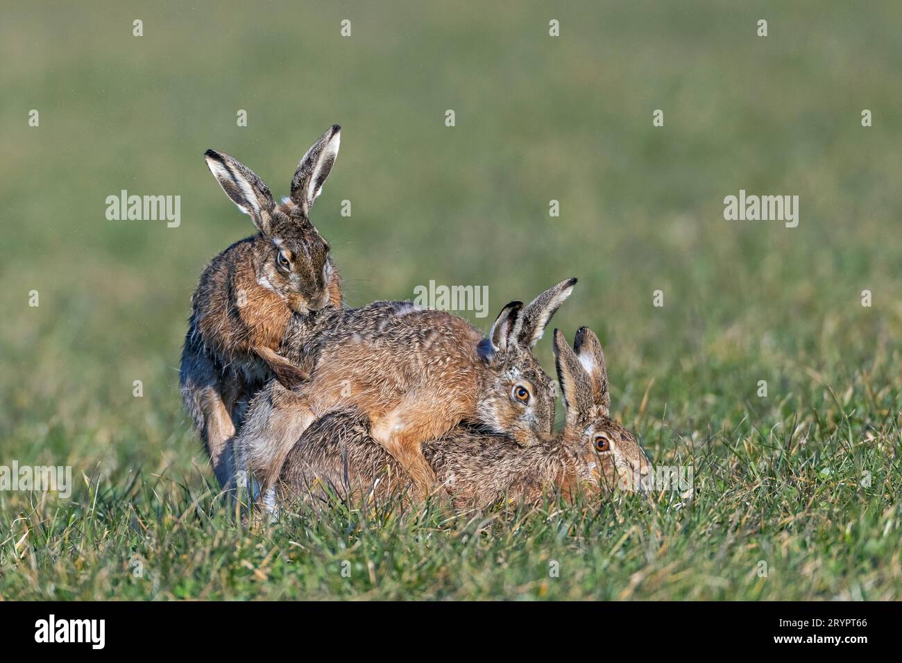 European Hare (Lepus europaeus). The second male ties to push the opponent from the female. Germany Stock Photo