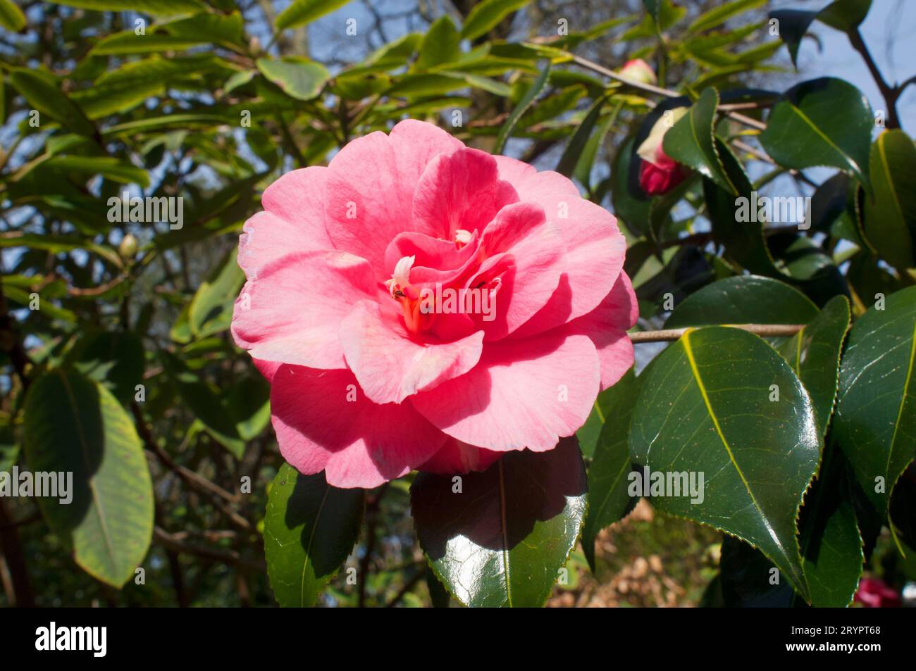 Camellia japonica petals hi-res stock photography and images - Alamy