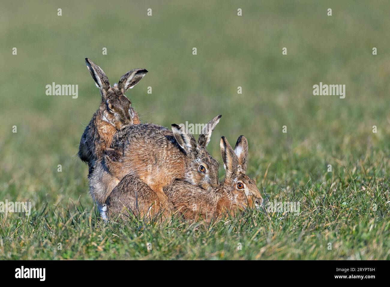 European Hare (Lepus europaeus). The second male does not seem to agree with the mating and jumps on the pair from behind. Germany Stock Photo