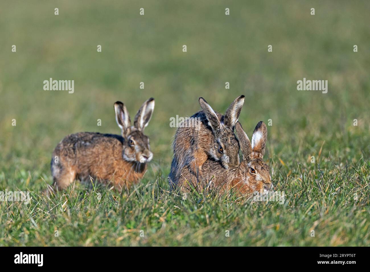 European Hare (Lepus europaeus). The male mounts the female and it comes to the mating, in the background a second male is approaching. Germany Stock Photo