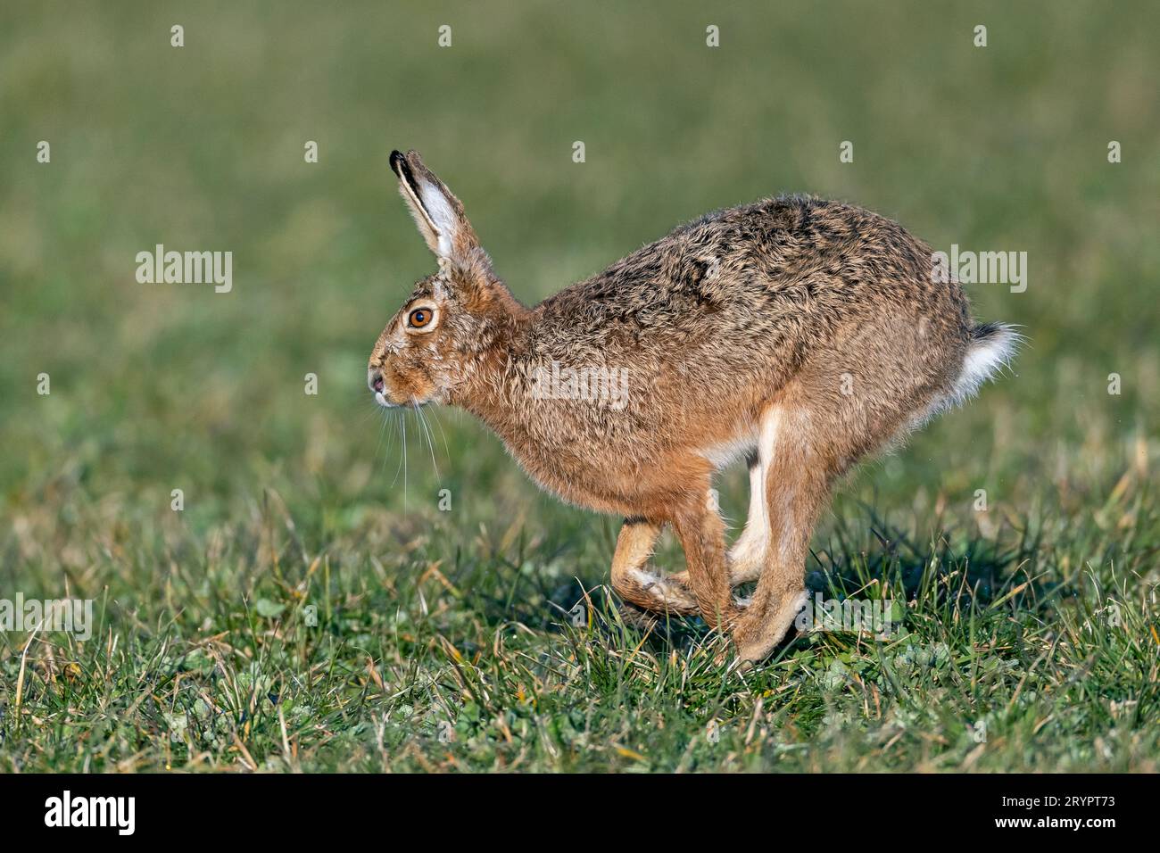 European Hare (Lepus europaeus). Adult running in a meadow. Schleswig-Holstein, Germany Stock Photo