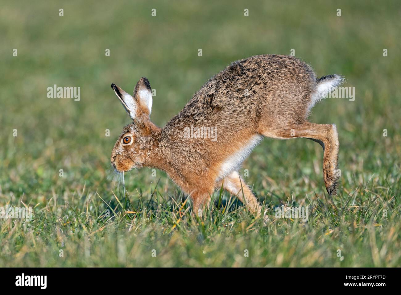 European Hare (Lepus europaeus). Adult running in a meadow. Schleswig-Holstein, Germany Stock Photo