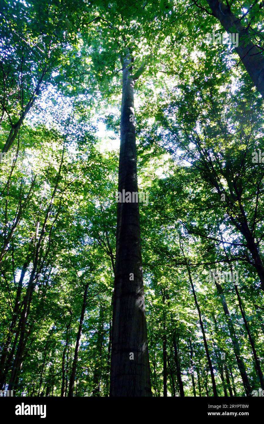 Forest canopy in the Sonian Forest, Brussels, Belgium Stock Photo