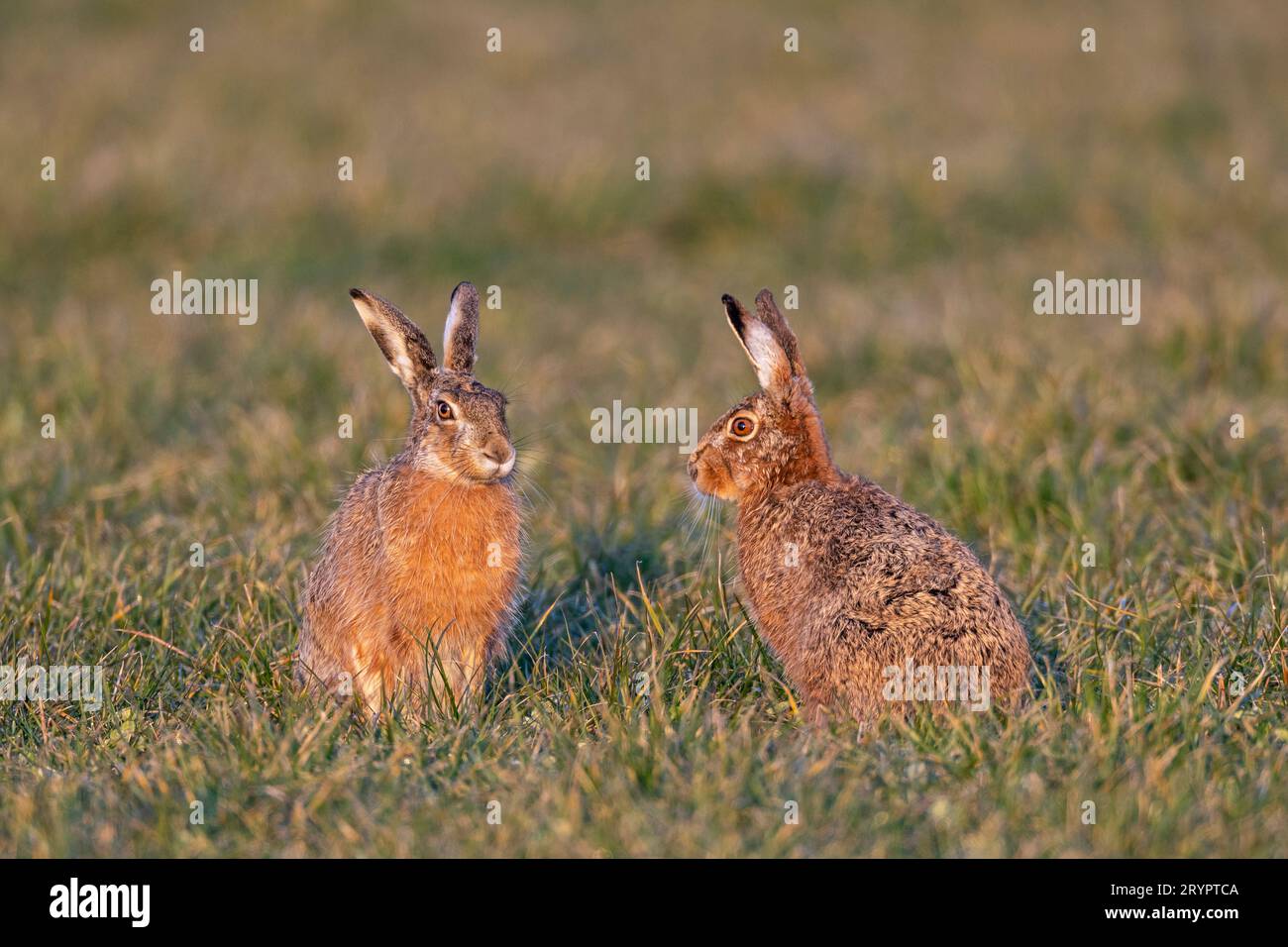 European Hare (Lepus europaeus). The male and the female sit opposite each other. Germany Stock Photo
