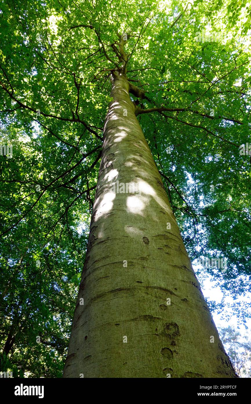 Looking up the long straight truck of a European beech tree in the Sonian Forest in Brussels, Belgium Stock Photo
