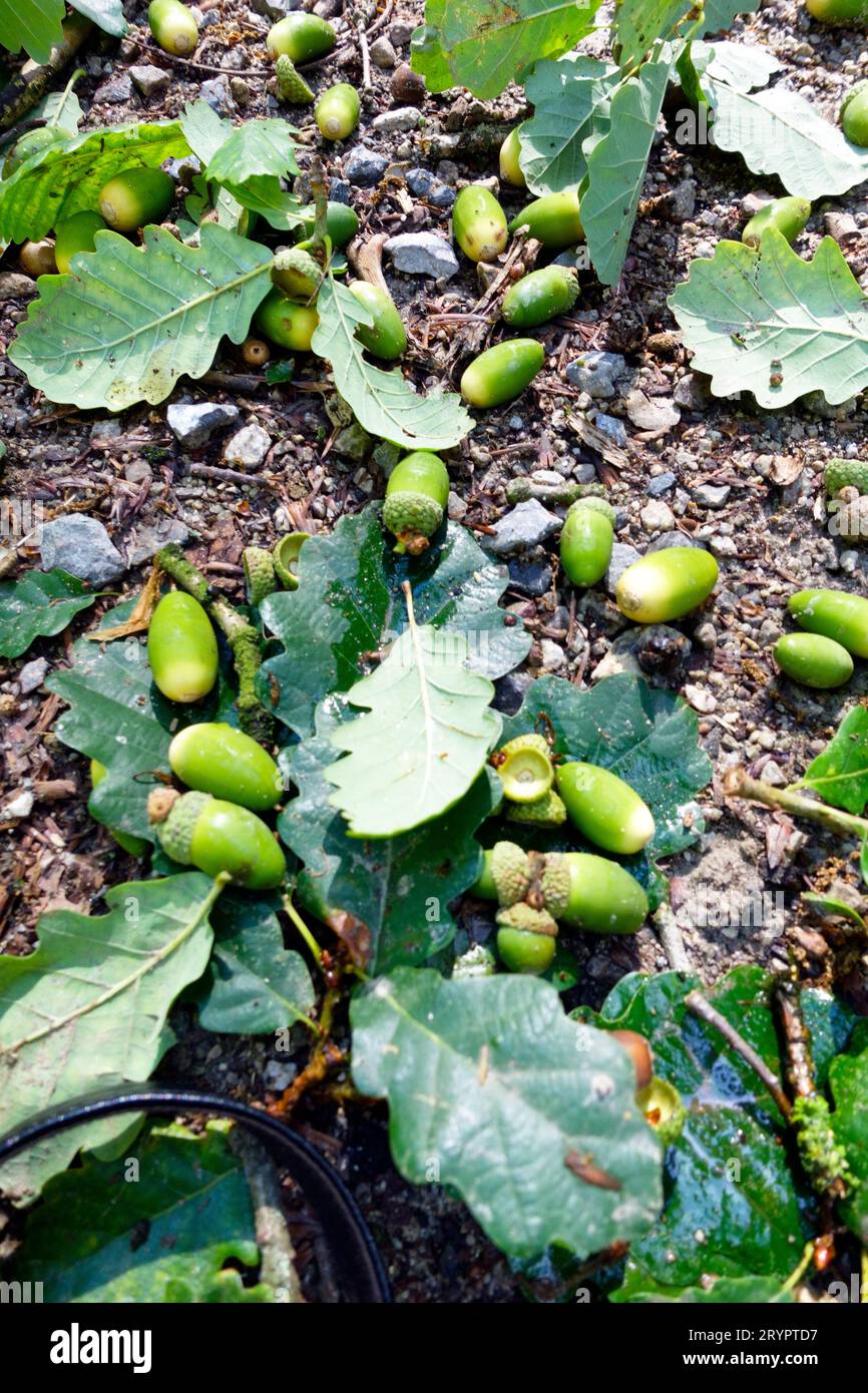 Acorns and oak leaves on the ground Stock Photo